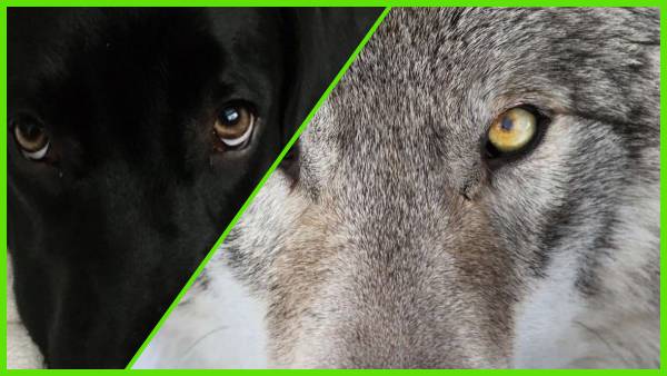 डीएनए की जांच से पता चला डीएनए की जांच से पता चला