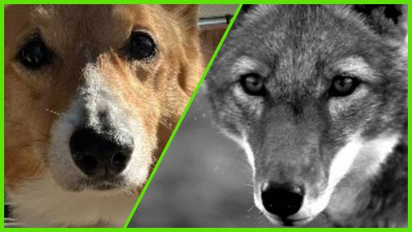 भेड़िया कैसे बने पालतू भेड़िया कैसे बने पालतू