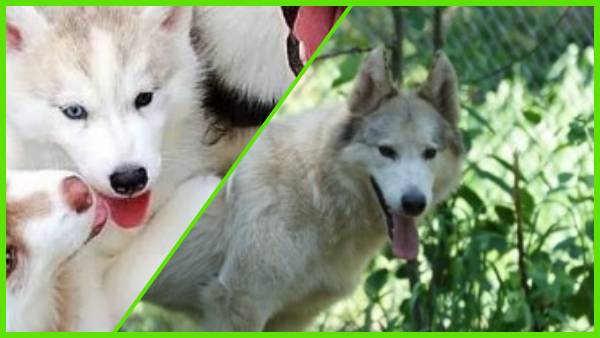 भेड़िया और कुत्ता के बीच की समानता भेड़िया और कुत्ता के बीच की समानता