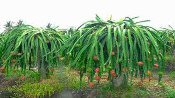 Haryana government has started a special scheme to promote the cultivation of dragon fruit. This scheme has been launched to increase the income of the farmers