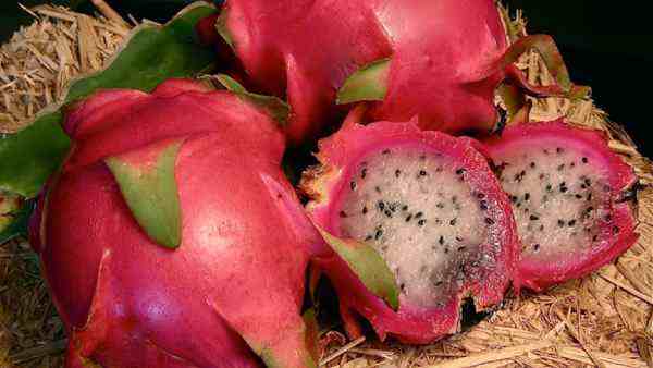 Haryana government has started a special scheme to promote the cultivation of dragon fruit. This scheme has been launched to increase the income of the farmers