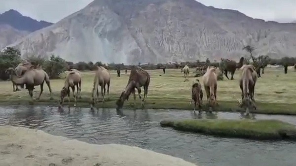  चमत्कारी है ऊंट के आंसू