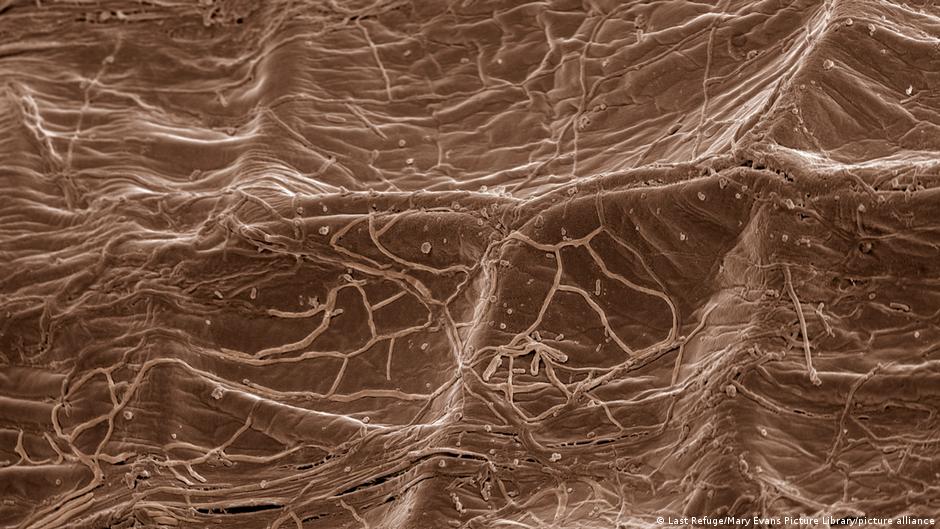कवक जमीन से पोषक तत्व जमा कर उन्हें पेड़ पौधों तक पहुंचाते हैं