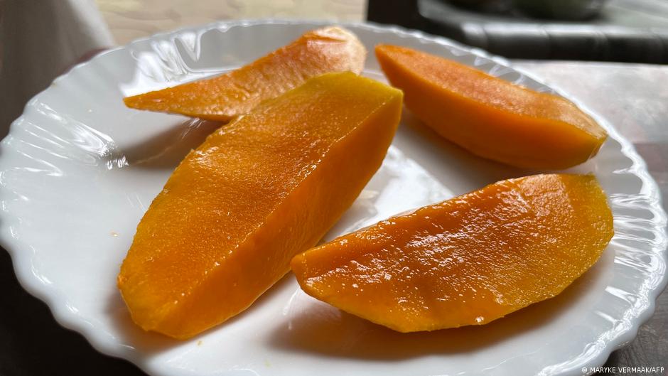 कलीमुल्लाह खान के आम के बाग में उगे रसीले आम