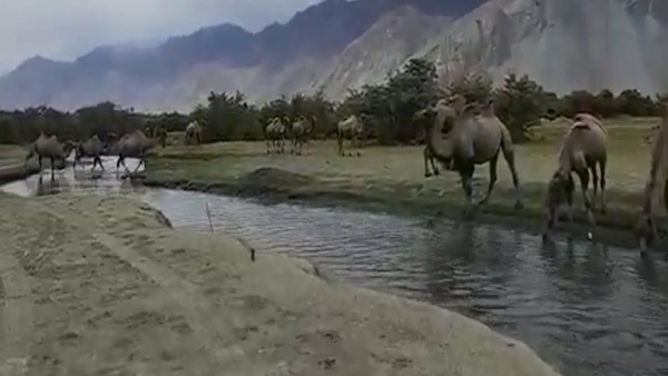 इन पर सफारी का आनंद भी ल‍िया जा सकता है