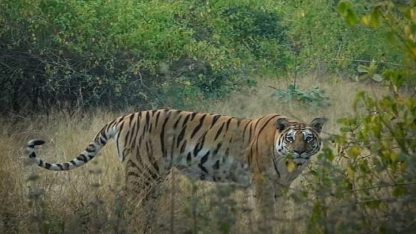 बांधवगढ के वनराज को 