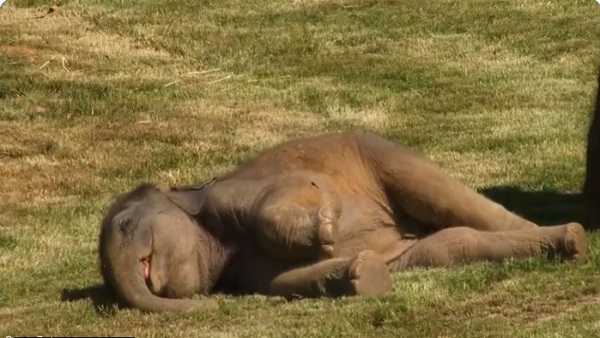 बच्चे को देखने के लिए इंसानों को लेकर आई हथिनी