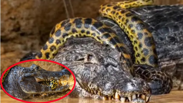एनाकोंडा से भिड़ा पानी का दैत्य