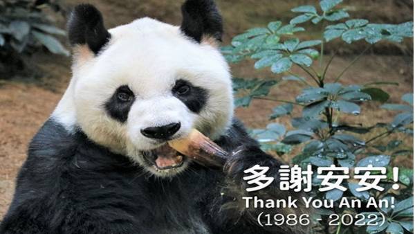 काफी समय से बीमार था एनएन