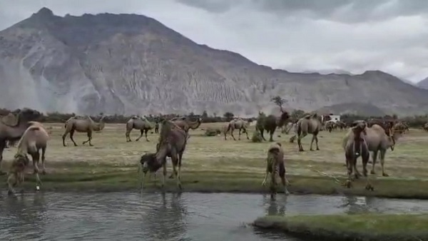 अफगान‍िस्‍तान व मंगोल‍िया से आए थे, वापस नहीं जा पाए 