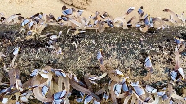 उसके शरीर पर उगे पौधे जैसी आकृतियां हिल डुल रही थीं