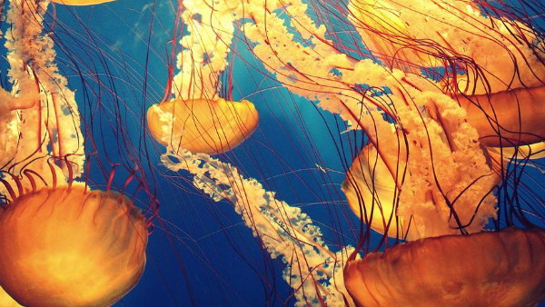 वैज्ञानिकों ने शुरू किया शोध 