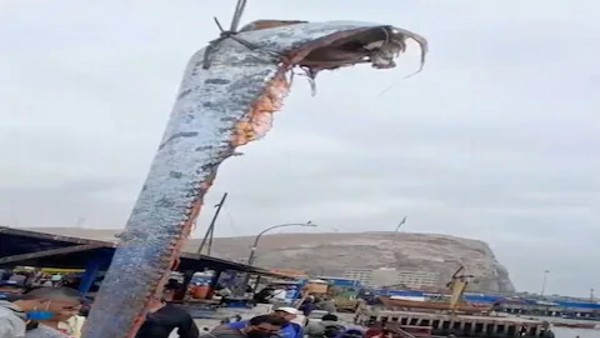 जाल में अपने आप आकर फंसी