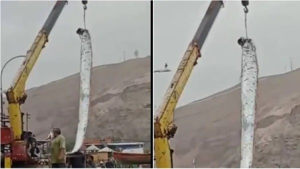 1000 मीटर की गहराई में रहती है