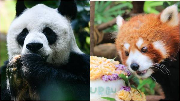 जिया जिया की 2016 में मौत हुई थी