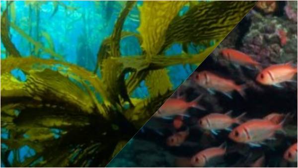 रिमोट संचालित वाहन का उपयोग