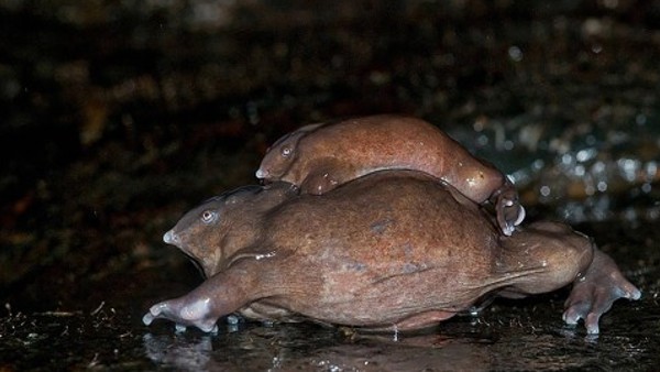 भारी होता है शरीर भारी होता है शरीर