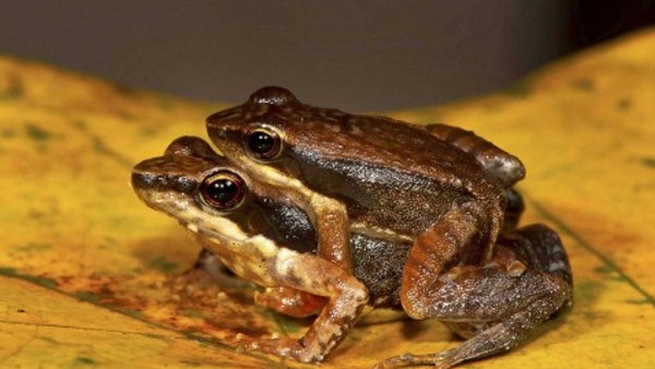 कहीं इंसानों के लिए मुसीबत तो नहीं? कहीं इंसानों के लिए मुसीबत तो नहीं?