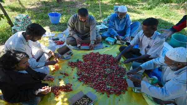 Haryana government has opened the treasury of the state to encourage farmers towards fruit cultivation and is giving more than 50 percent subsidy