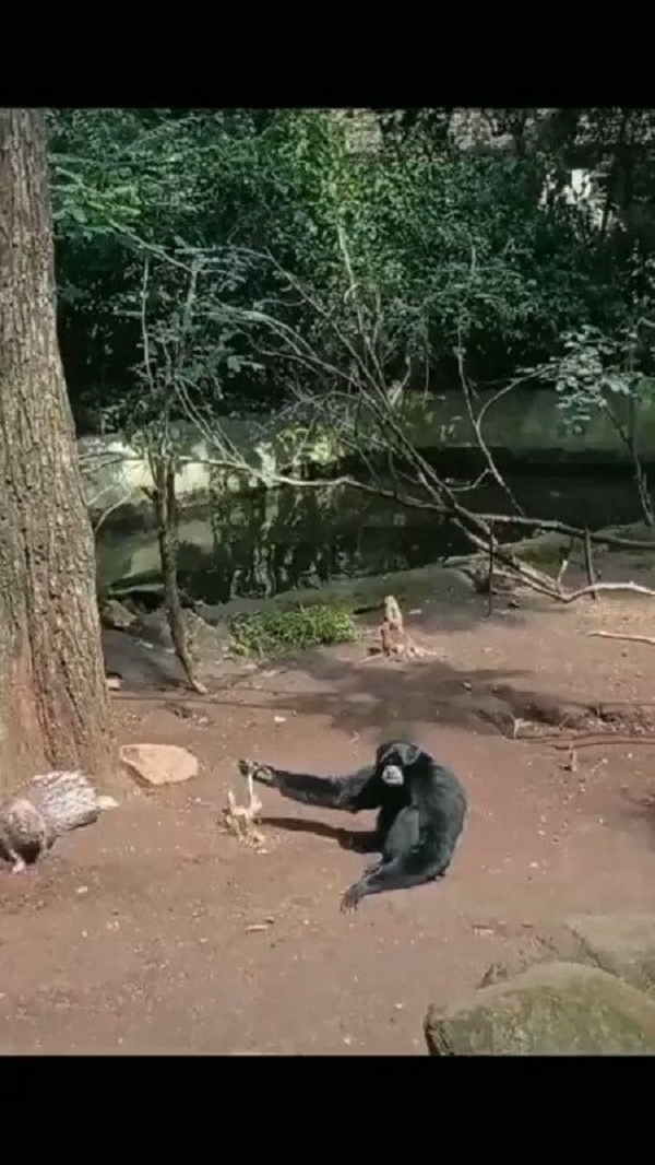 वायरल हुआ वीडियो