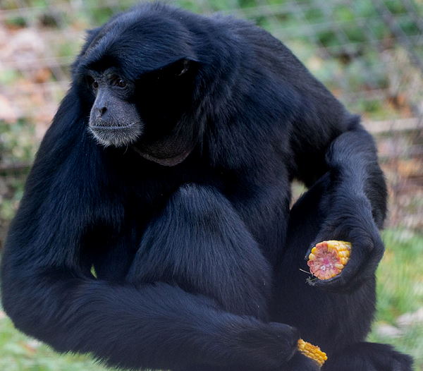 शियामांग ने सेही को चिढ़ाया