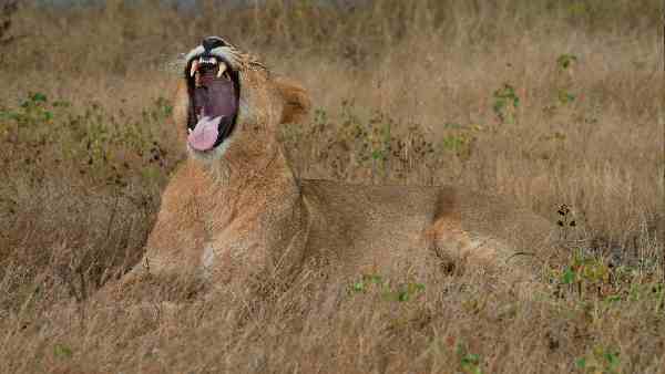 करीब 50% शेर संरक्षित क्षेत्र से बाहर हैं- एक्सपर्ट