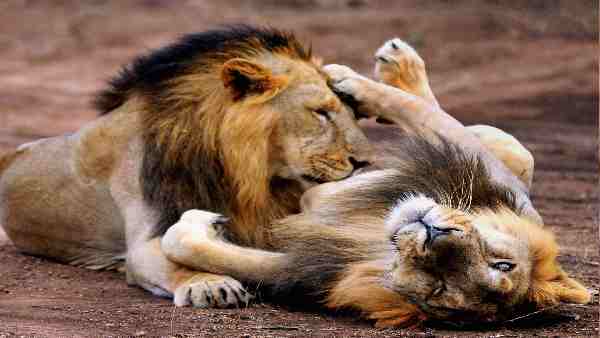 किसान मान रहे हैं सौभाग्य