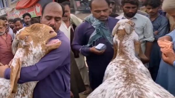 मालिक के कंधे पर सिर पर रखकर रोने लगा बकरा