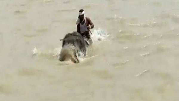 विशालकाय गजराज ने पानी में तैरकर बचाई जान