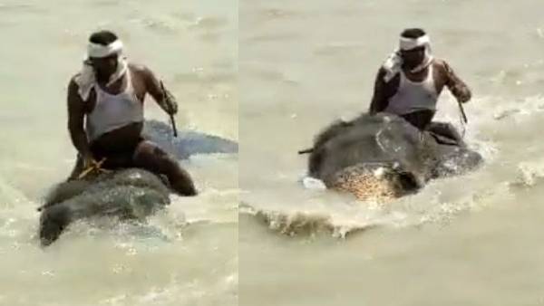 राघोपुर गंगा नदी में विशालकाय हाथी के साथ महावत