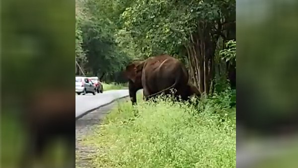 बंदर को लेकर क्या कहा यूजर्स ने