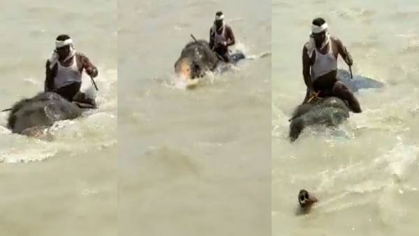 धारा के विपरीत दिशा में महावत को नदी किनारे पहुंचाया