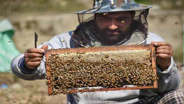 वैरोआ माइट कब मचाने लगता है कहर ?