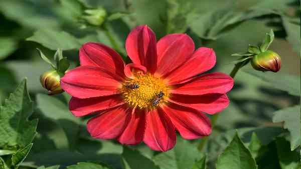 देशी मधुमक्खियों पर असर नहीं