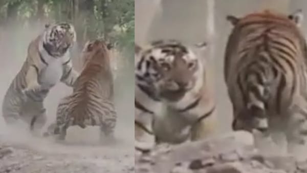 बाघों की गर्जना से जंगल गूंज उठा