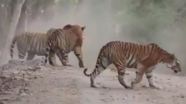 बाघिन पर आधिपत्य जमाने के लिए लड़ाई 