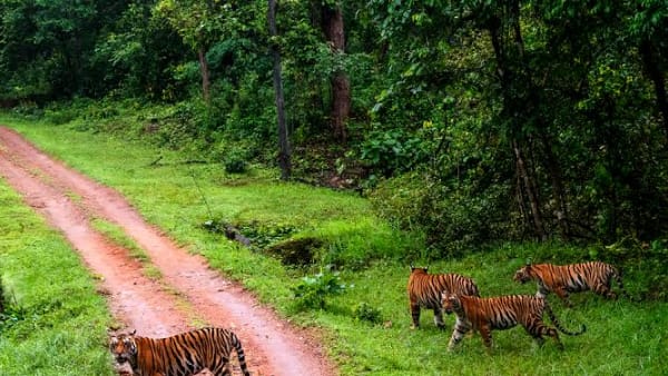 टाइगर स्टेट का पहला दर्जा मध्य प्रदेश को मिला