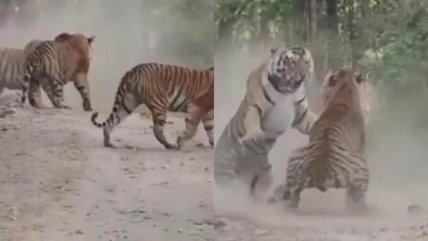 बाघिन नैना के बारे में जानिए