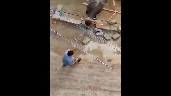पड़ोसी के बैल पर की फायरिंग 