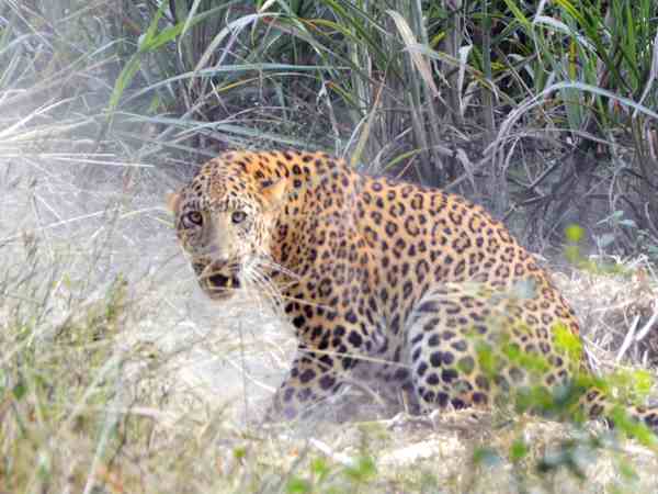 Leopard hunting animals in the village of Pilibhit district, Uttar Pradesh