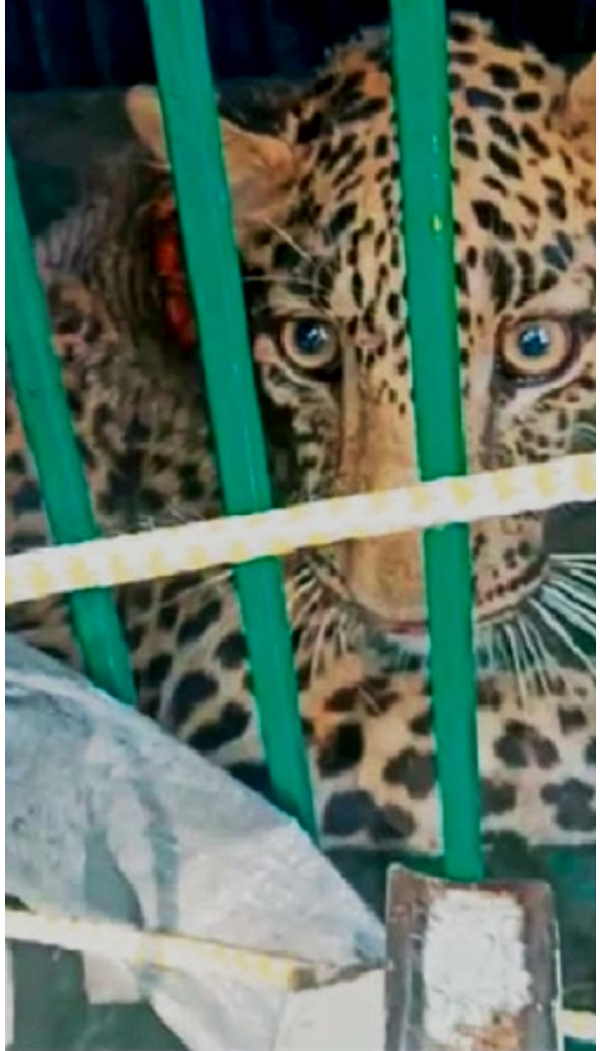 leopard enters village of punjab