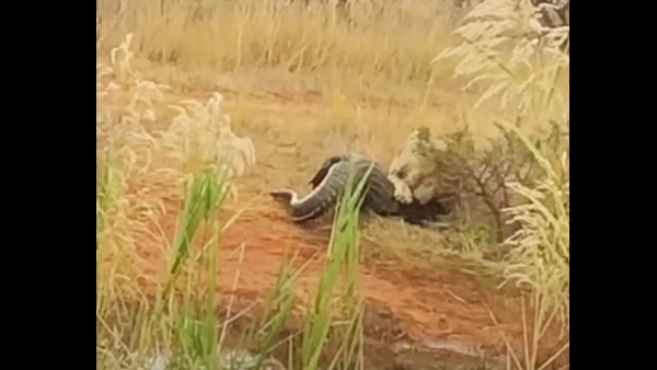 पानी के बाहर था मगरमच्छ पानी के बाहर था मगरमच्छ