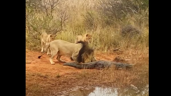 पानी की ओर भागा मगरमच्छ पानी की ओर भागा मगरमच्छ