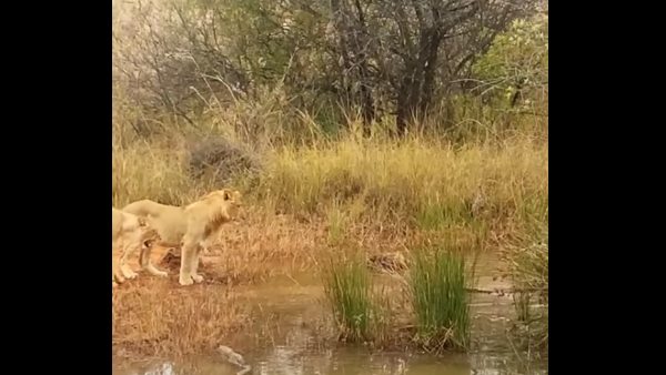 आखिर में पलटा खेल आखिर में पलटा खेल