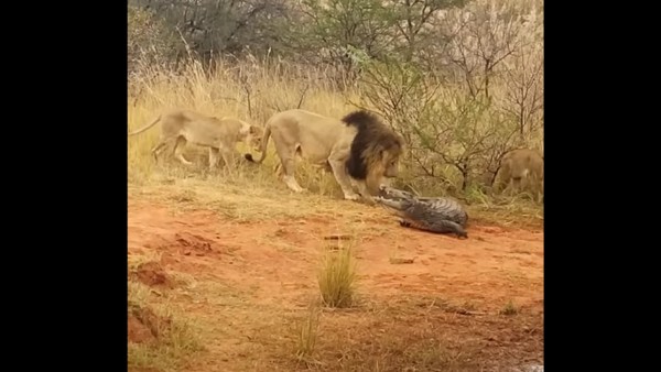 1 टन से ज्यादा था वजन 1 टन से ज्यादा था वजन