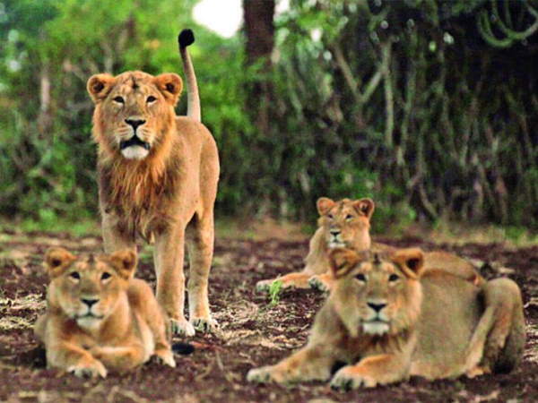 worlds largest zoo to be built in jamnagar, but A petition in gujarat high court to stop it