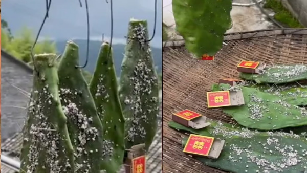 कौन सा पाउडर था जिसे उसने माचिस की डिब्बियों में डाला था