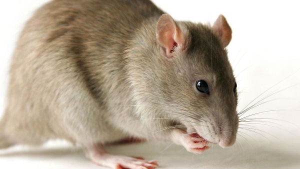 एक हफ्ते बाद मौत एक हफ्ते बाद मौत