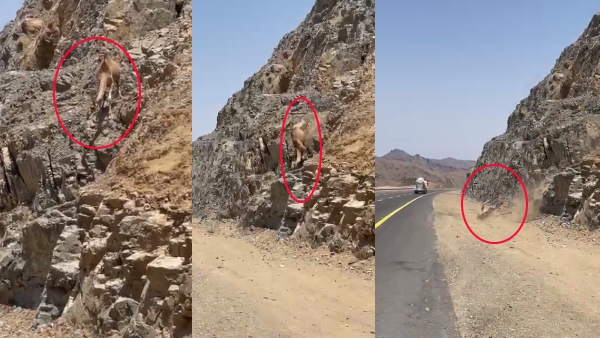 वीडियो सोशल मीडिया पर तेजी से वायरल हुआ