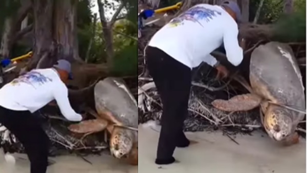 जानें कितना भारी था ये कछुआ जानें कितना भारी था ये कछुआ